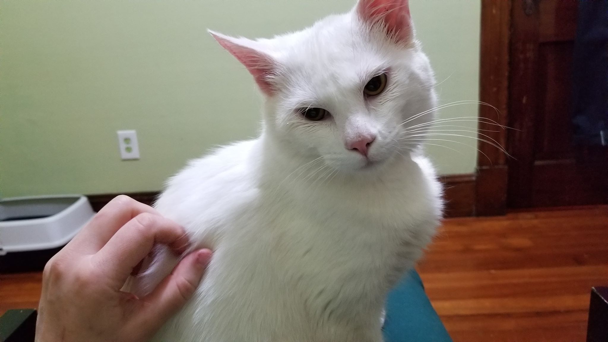About this Cat: Simon – ADOPTED – The Feline Connection