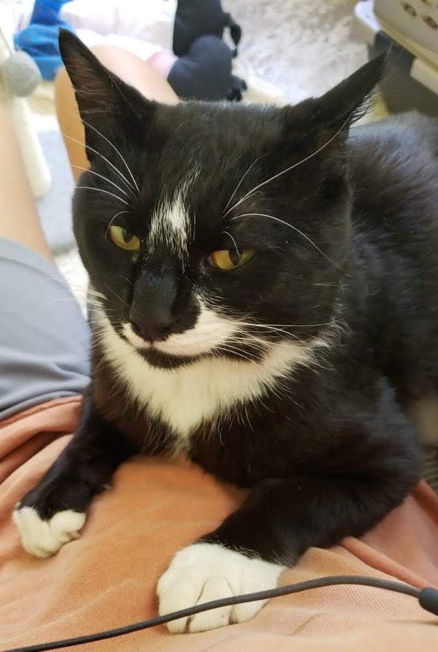 About this Cat Oreo The Feline Connection