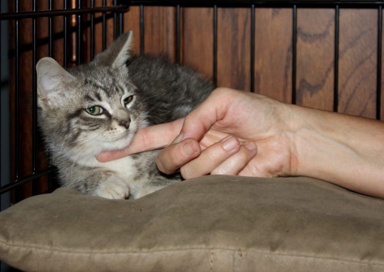 About these Cats Nuts & Bolts Kittens ADOPTED The Feline Connection