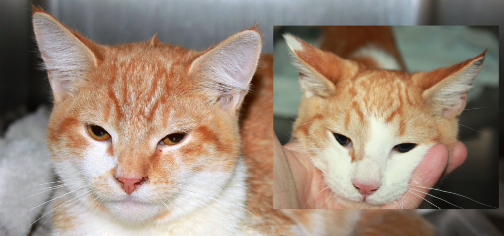 collage picture of Rowdy and Rumble, two orange tabby kittens