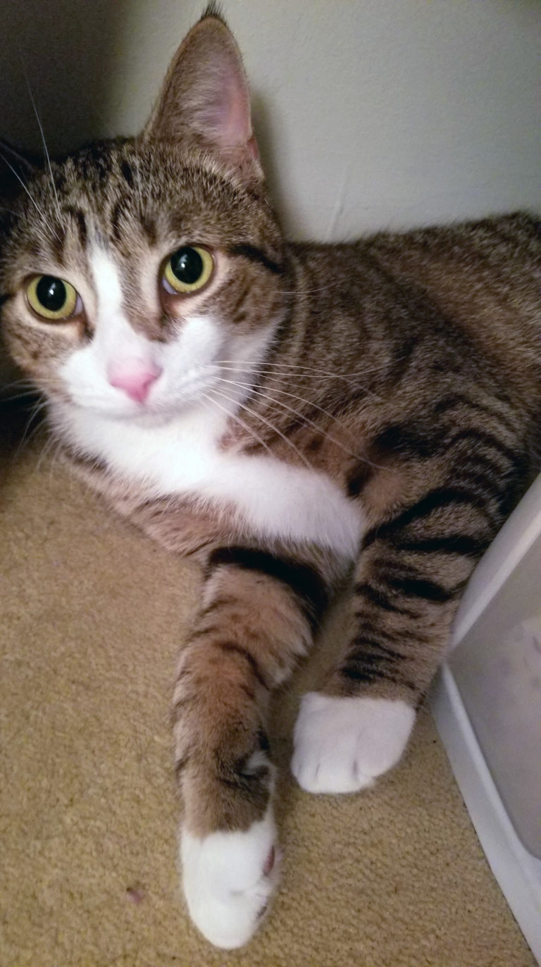 About this Cat Taffy Homer Cat Community ADOPTED The Feline