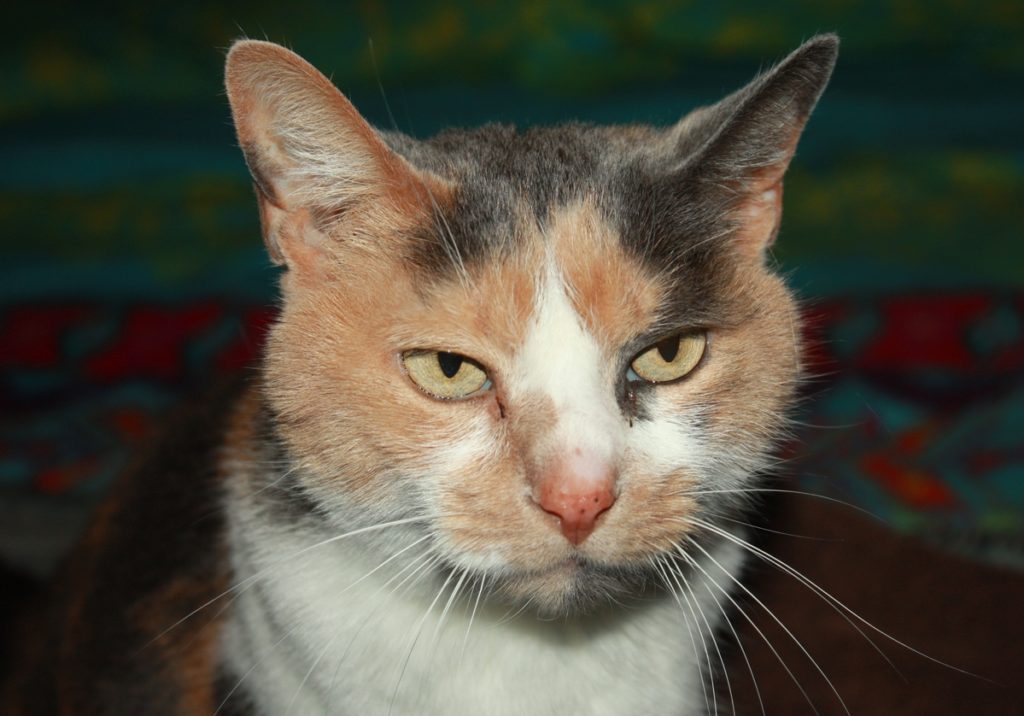 About this Cat Dora A “D Gang” cat ADOPTED The Feline Connection