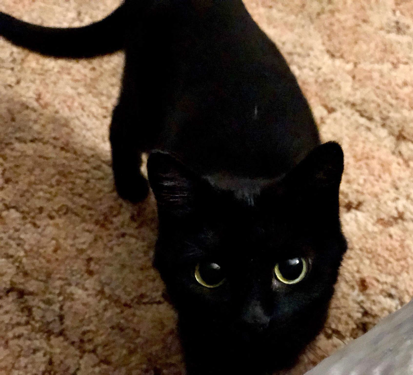 About this Cat: Toby –ADOPTED – The Feline Connection