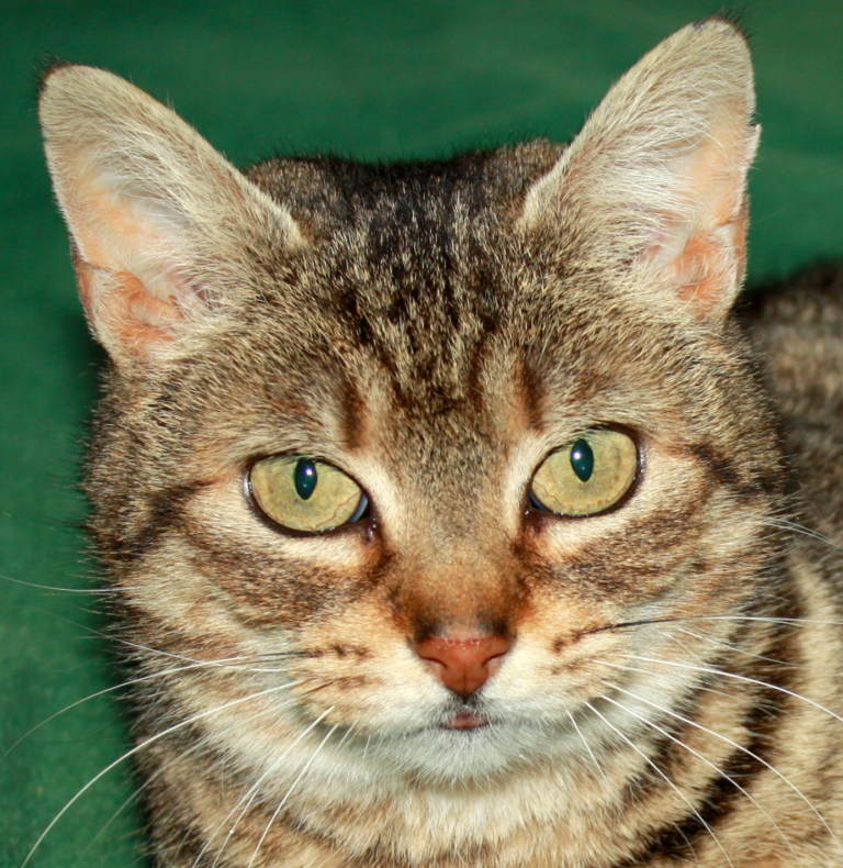 About this Cat Truffles ADOPTED The Feline Connection