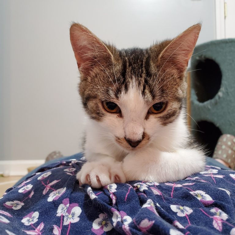About this Cat Hibiscus A Tea Kitten ADOPTED The Feline Connection