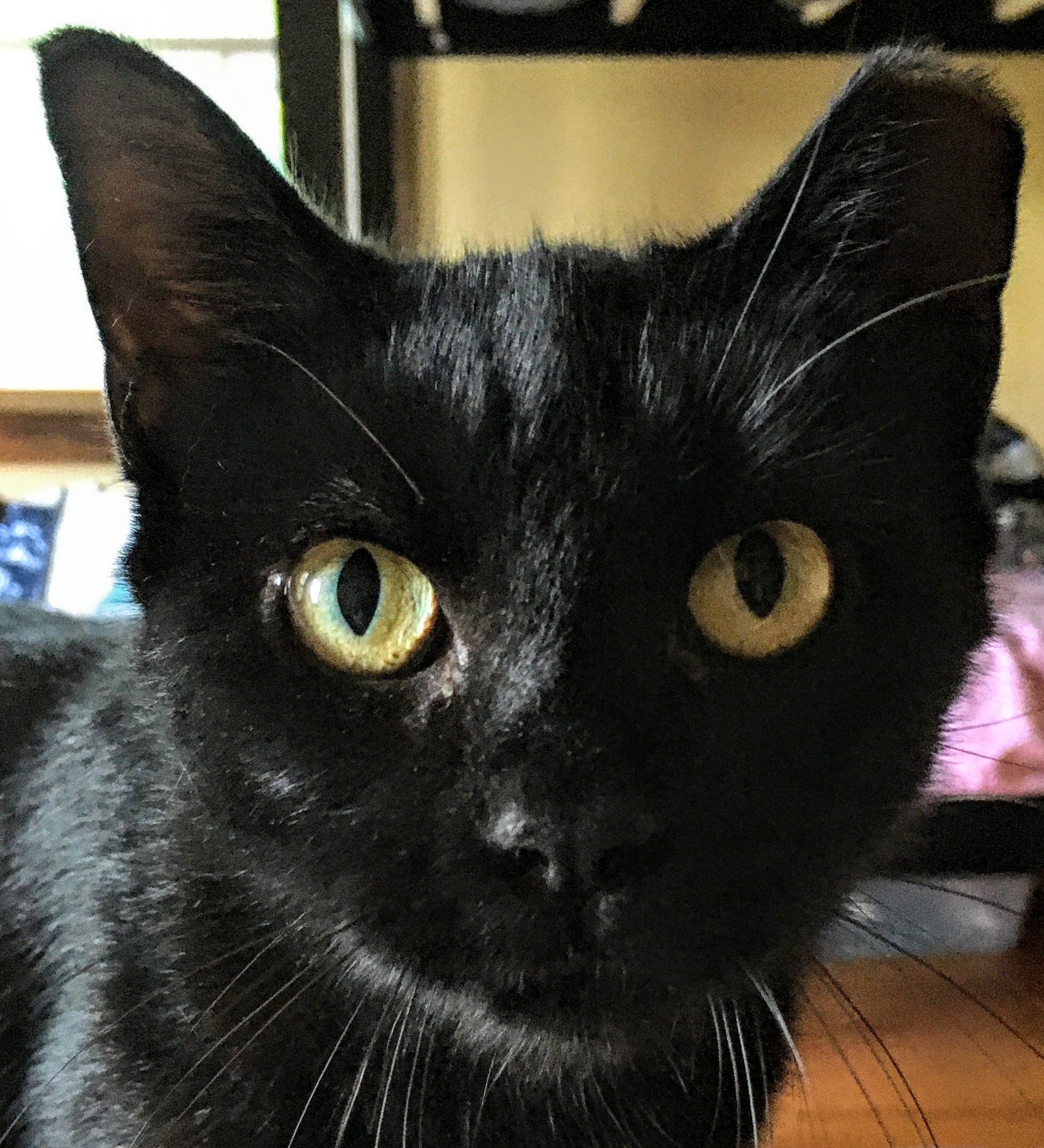 About this Cat Sausage A Breakfast Cat ADOPTED The Feline Connection