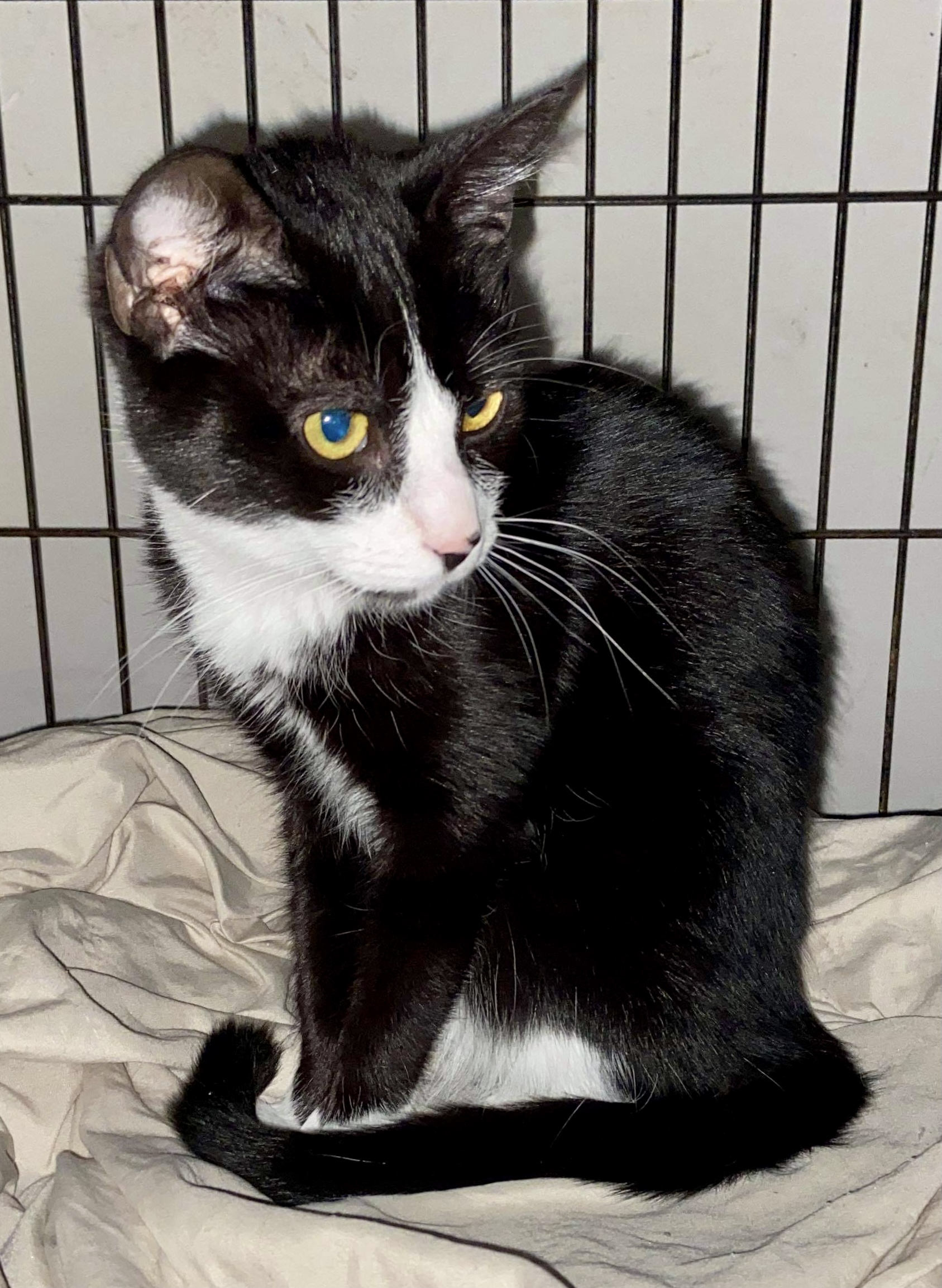 About This Cat Chrysanthemum ADOPTED The Feline Connection