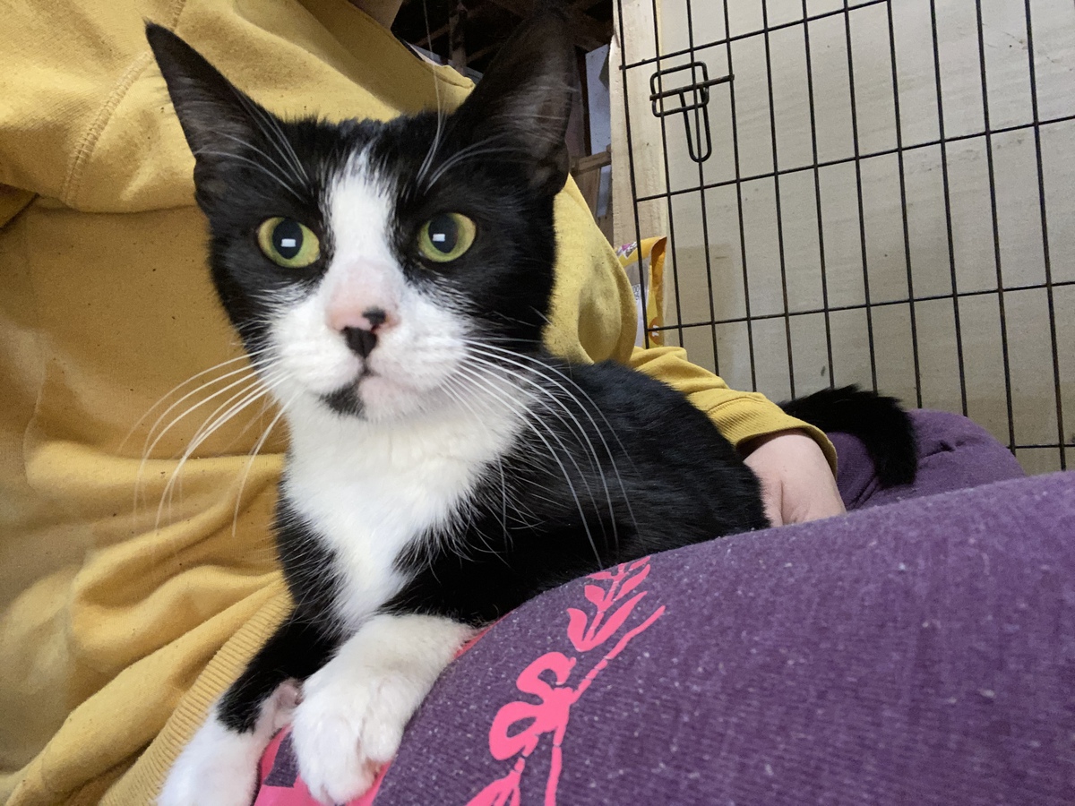 About This Cat Chrysanthemum ADOPTED The Feline Connection