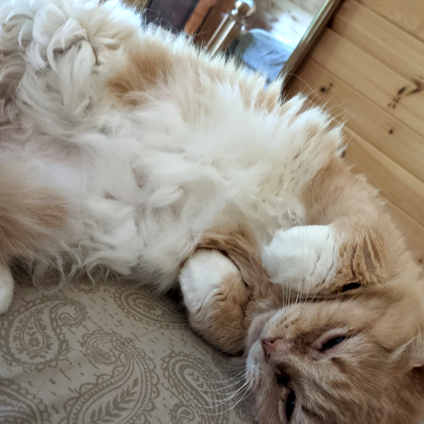 About this Cat Butterscotch ADOPTED The Feline Connection