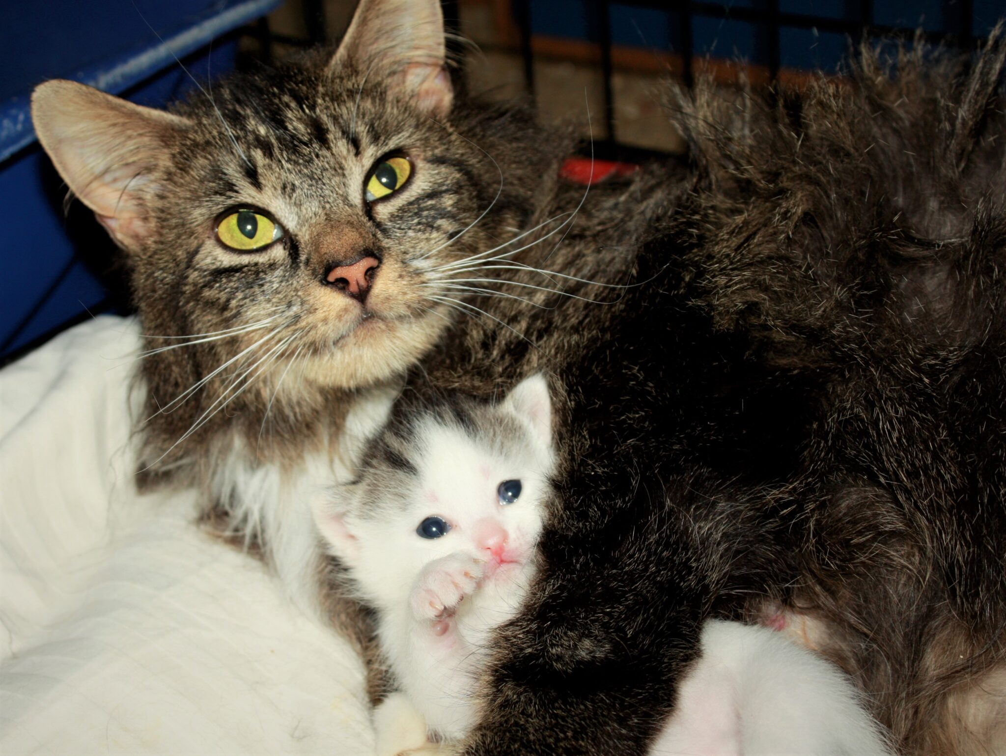 About Adopting The Feline Connection