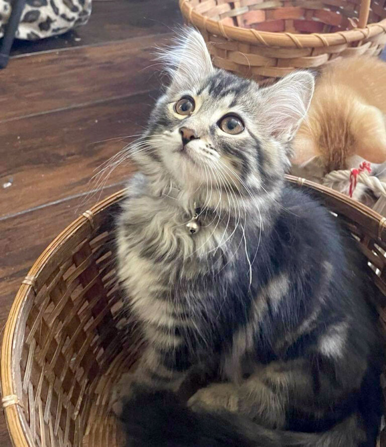 About this Cat Zucchini a Vegetables Cat ADOPTED The Feline