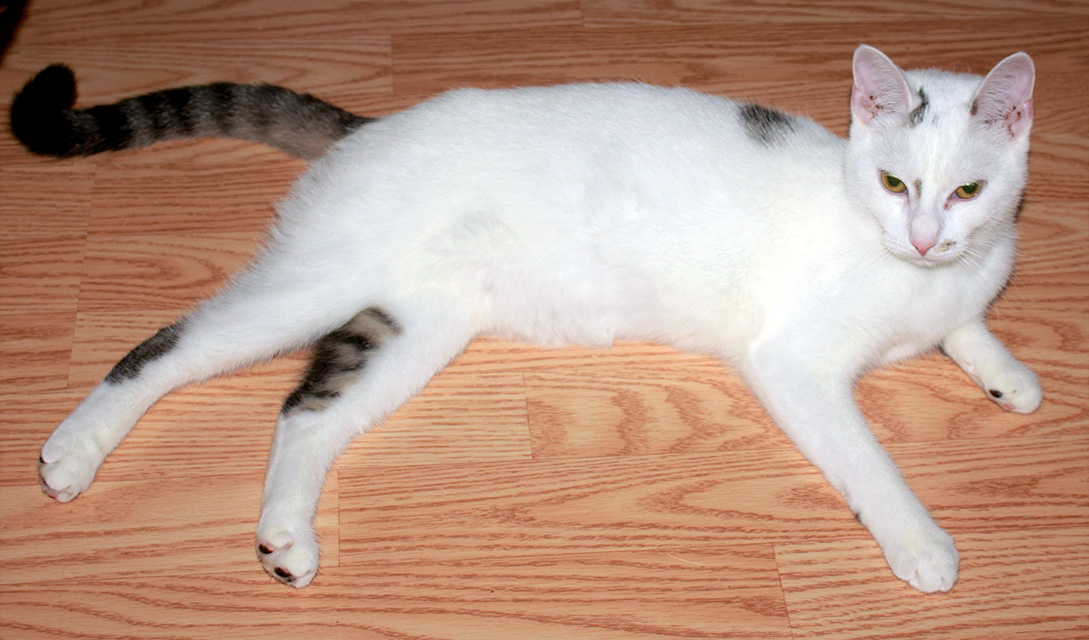 About this Cat Cauliflower a Mushroom cat The Feline Connection