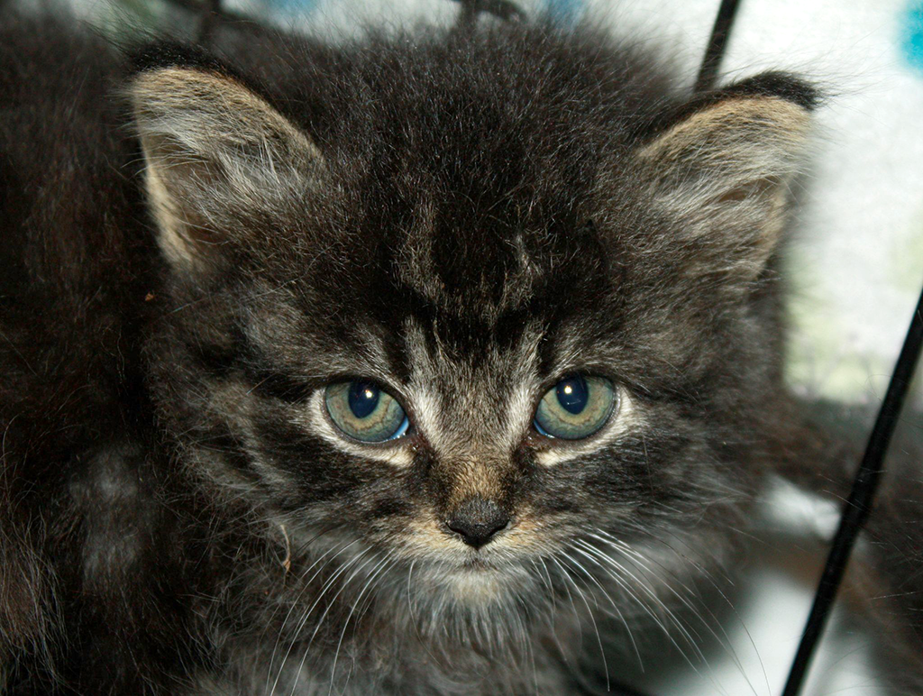 Catching kittens sales