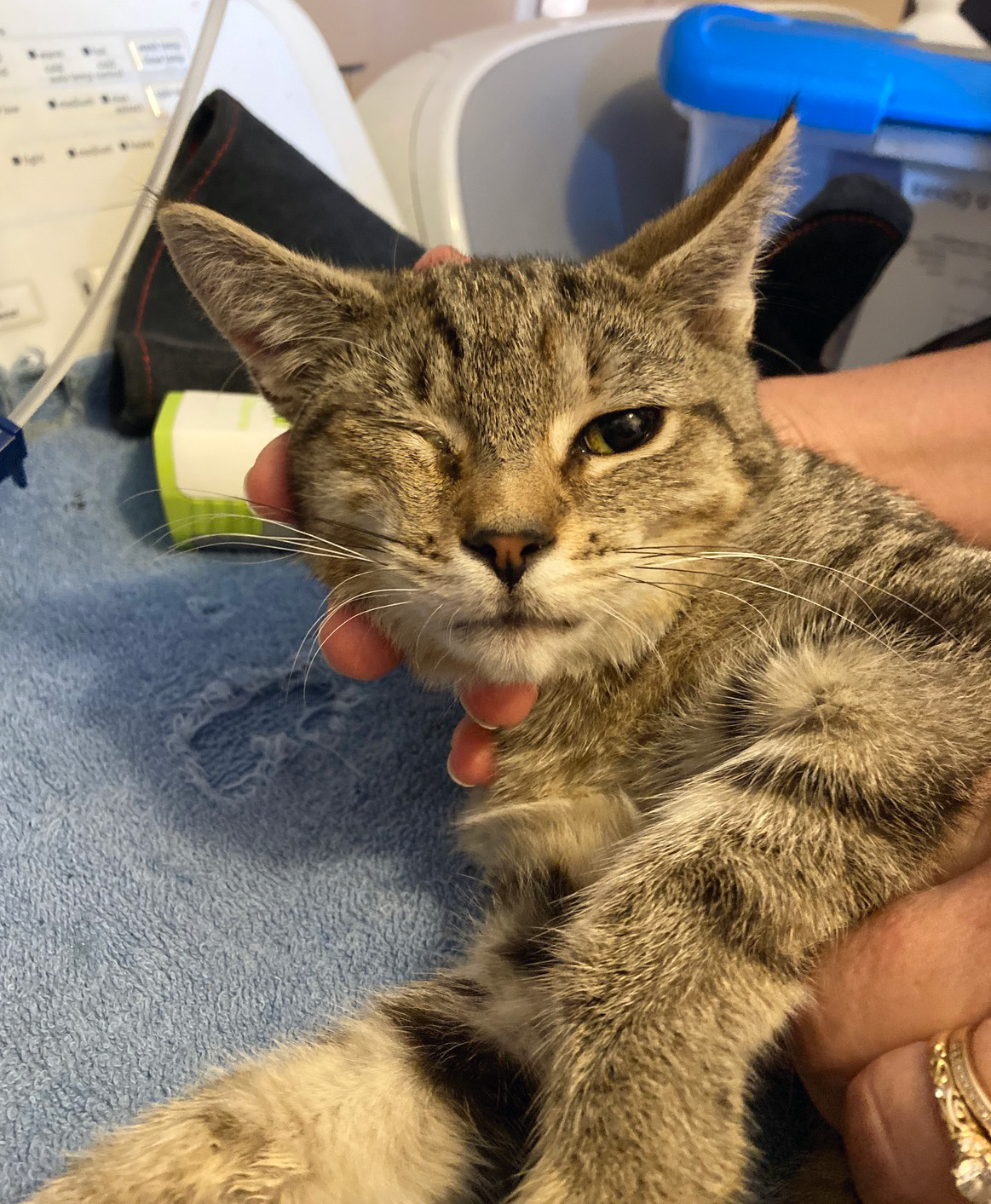 About this Cat Becky Thatcher a Library Cat — ADOPTED The Feline Connection