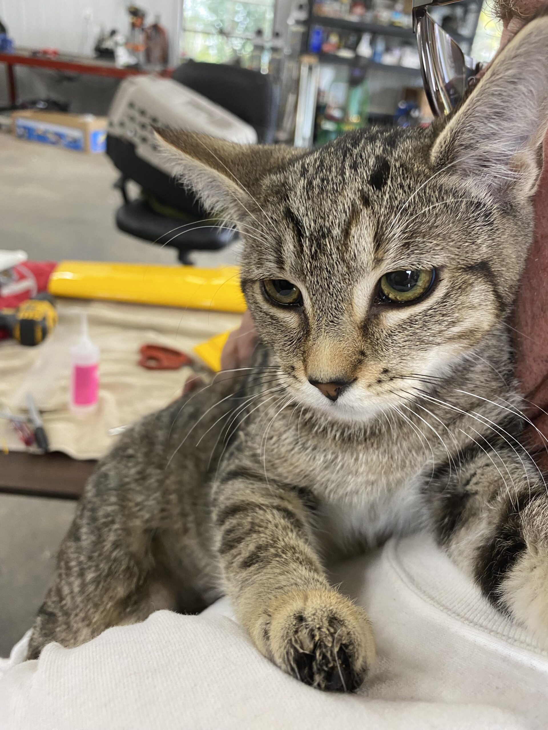 About this Cat Becky Thatcher a Library Cat The Feline Connection