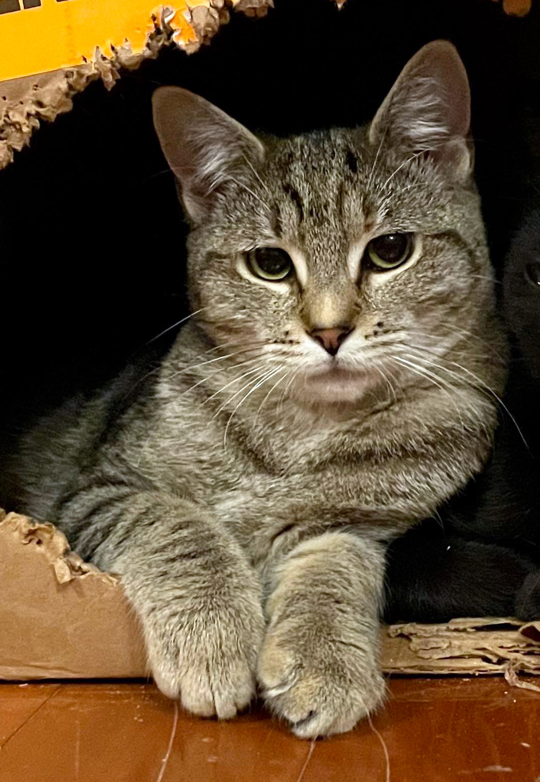 About this Cat Becky Thatcher a Library Cat — ADOPTED The Feline Connection
