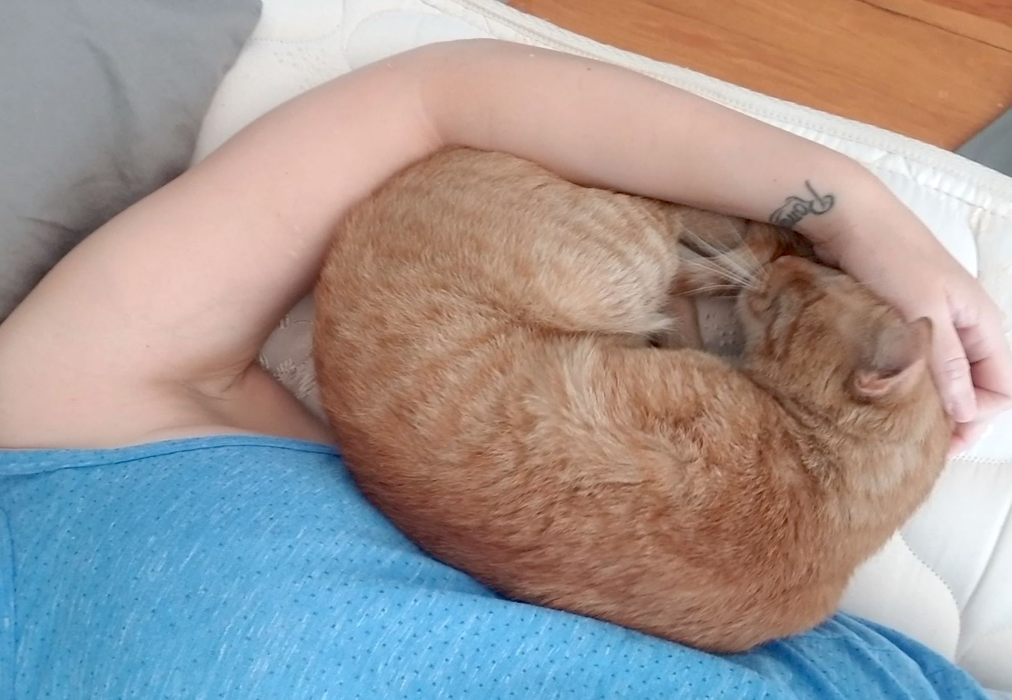 About this Cat: Moses – The Feline Connection