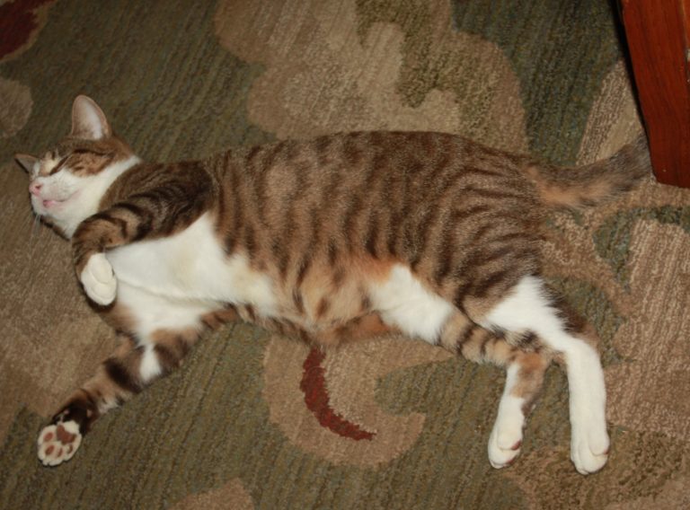 About this Cat Taffy Homer Cat Community ADOPTED The Feline