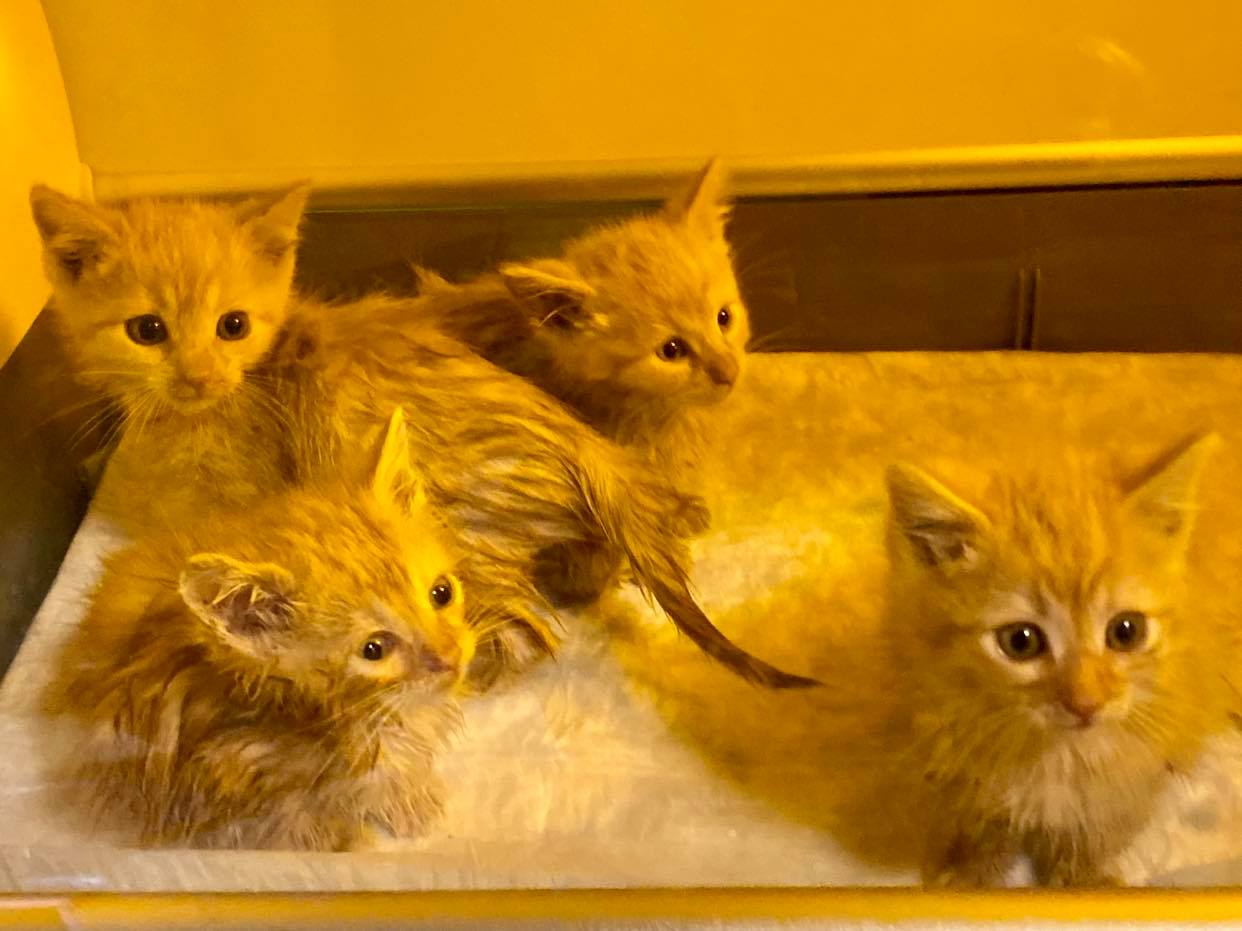 kitten incubator