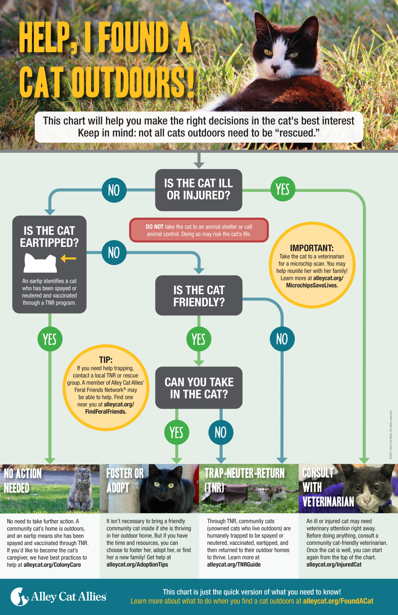 Post Nine: Help! I Found a Cat Outdoors! – The Feline Connection