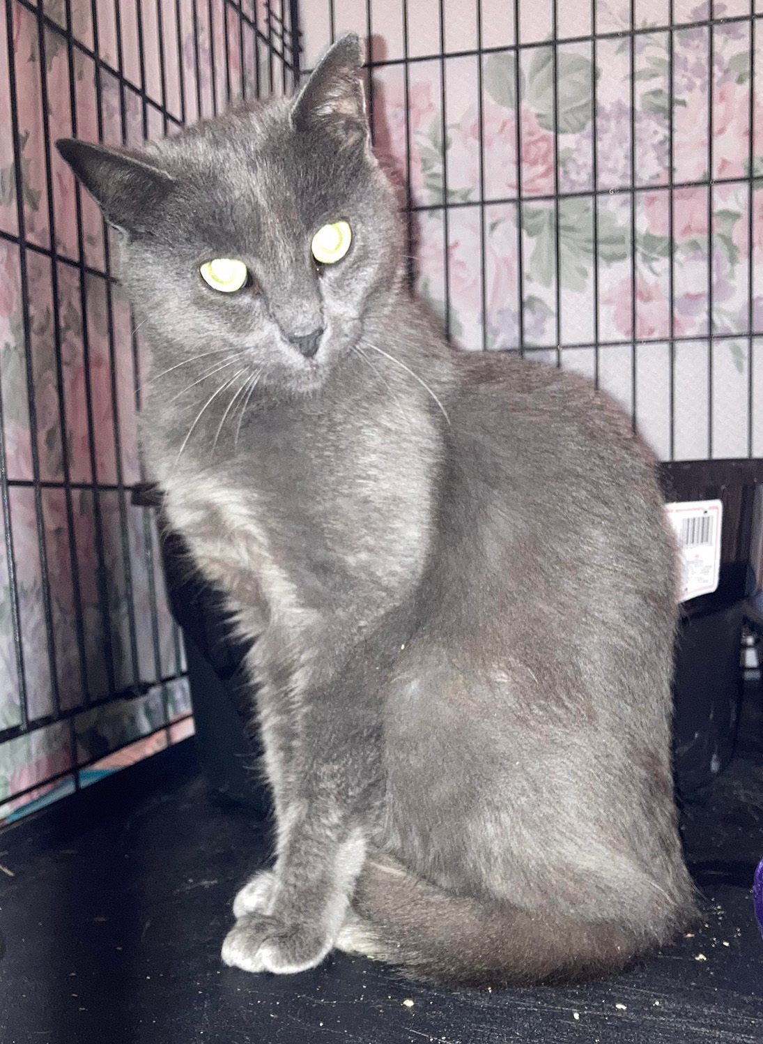 About this Cat — ADOPTED The Feline Connection