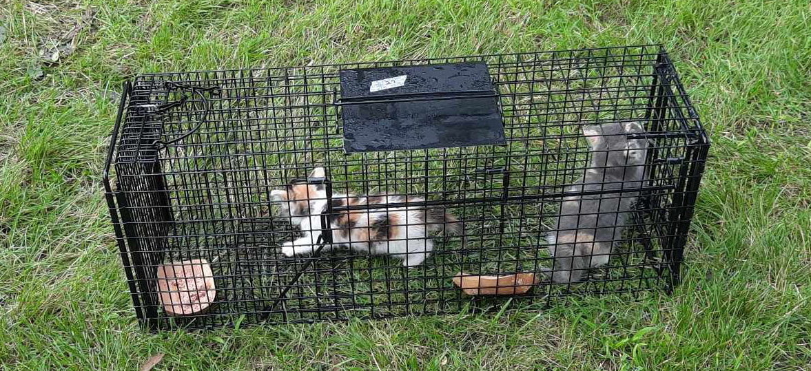 Catching kittens who crossed the Road – the Ice Cream Cats – The Feline ...