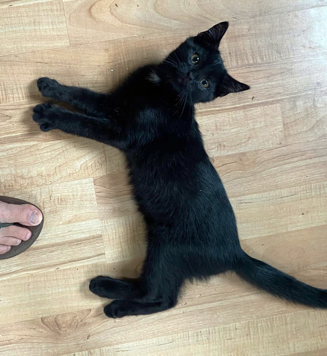About this Cat: Sprinkle – a Weather cat – The Feline Connection