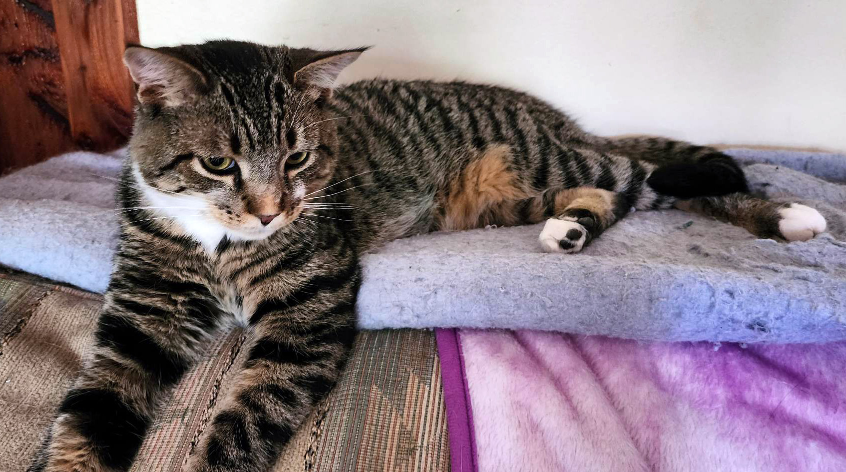About this Cat: Tango — ADOPTED – The Feline Connection